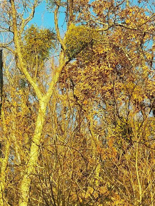 北海道　ヤドリギ　白樺の木に生息宿木　珍重　フライングリース