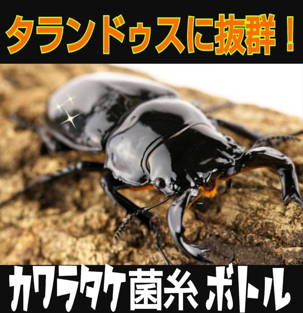 タランドゥスが大きくなる！極上！カワラタケ菌糸瓶【12本】特殊